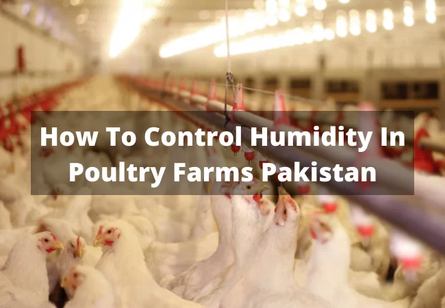 How To Control Humidity In Poultry Farms Pakistan